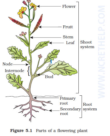 Parts of a flowering plant.